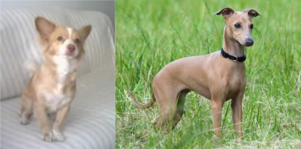 Italian Greyhound vs Alopekis - Breed Comparison
