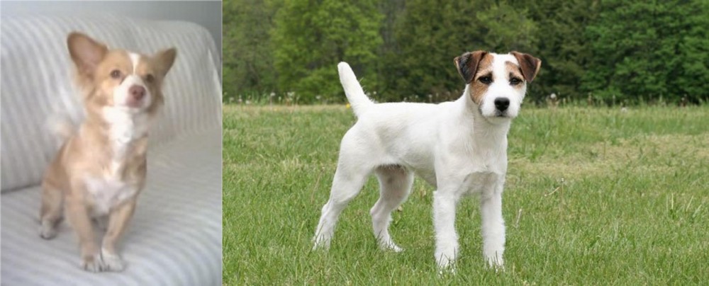 Jack Russell Terrier vs Alopekis - Breed Comparison