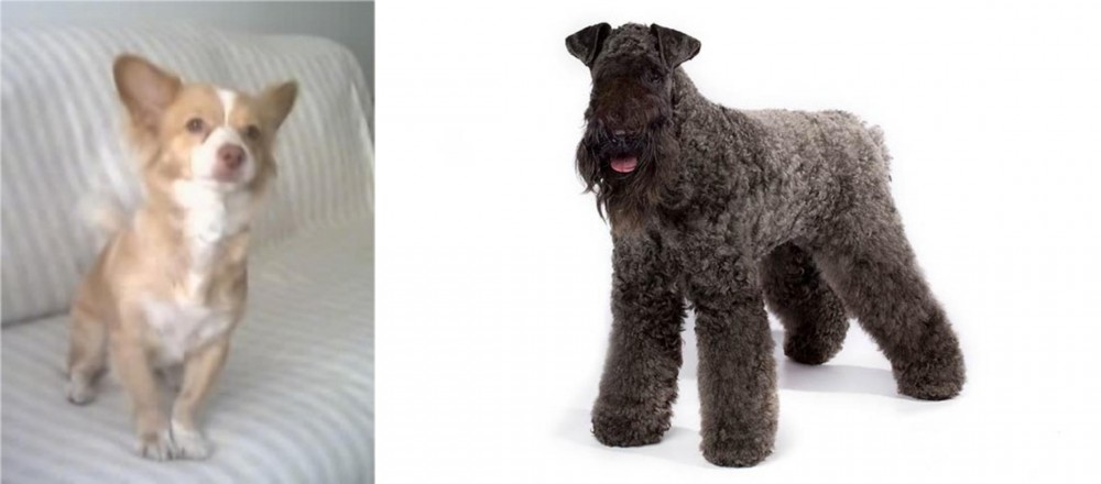 Kerry Blue Terrier vs Alopekis - Breed Comparison