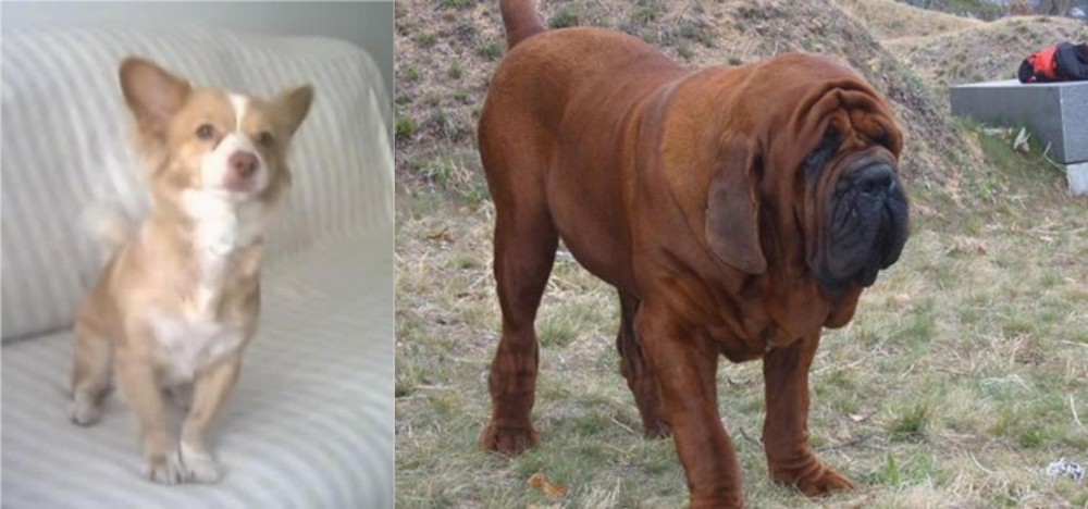 Korean Mastiff vs Alopekis - Breed Comparison