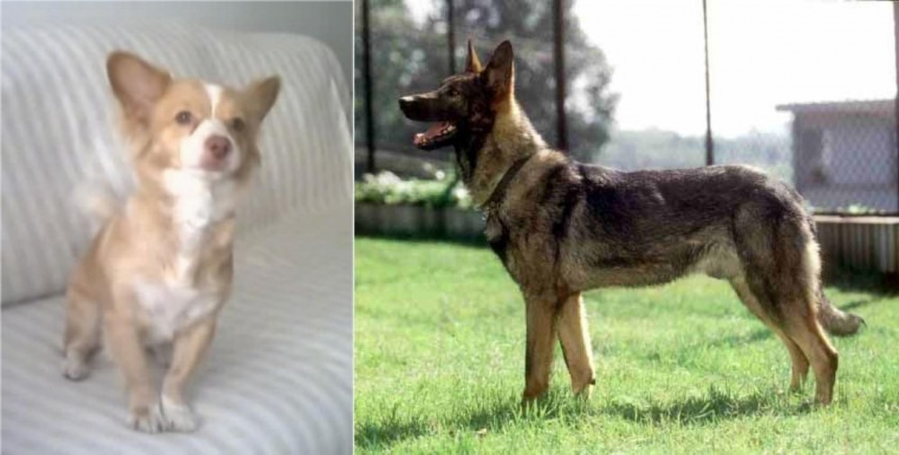Kunming Dog vs Alopekis - Breed Comparison