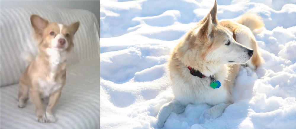 Labrador Husky vs Alopekis - Breed Comparison