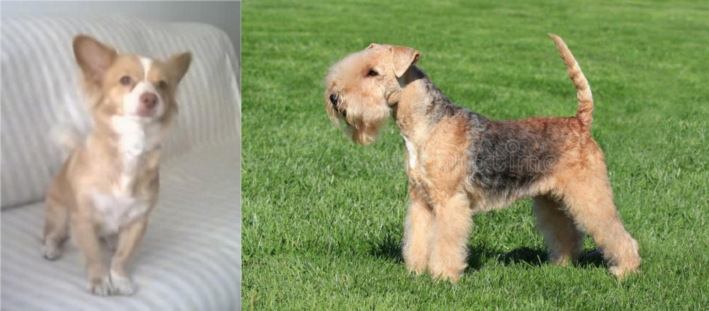 Lakeland Terrier vs Alopekis - Breed Comparison
