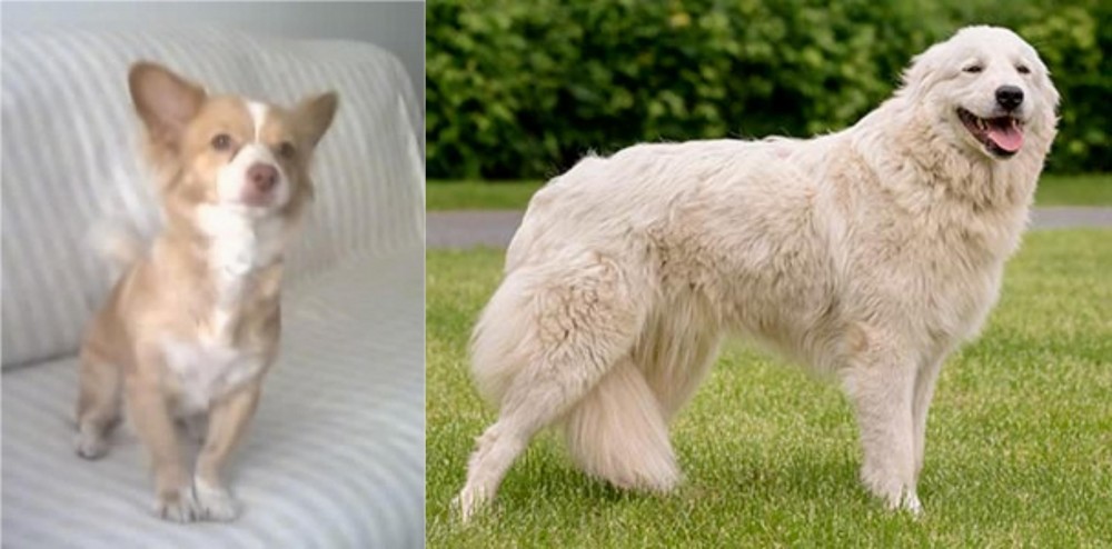 Maremma Sheepdog vs Alopekis - Breed Comparison