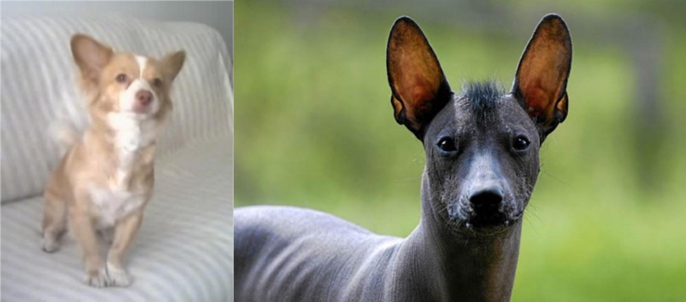Mexican Hairless vs Alopekis - Breed Comparison