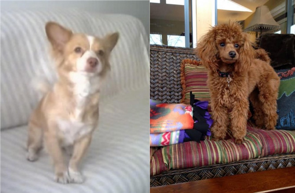 Miniature Poodle vs Alopekis - Breed Comparison