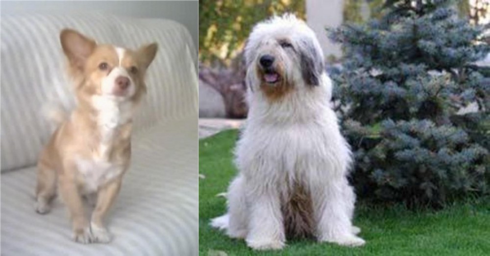 Mioritic Sheepdog vs Alopekis - Breed Comparison