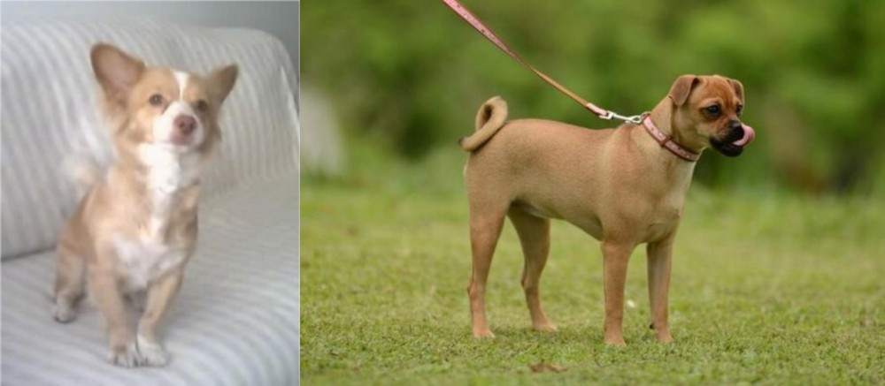 Muggin vs Alopekis - Breed Comparison