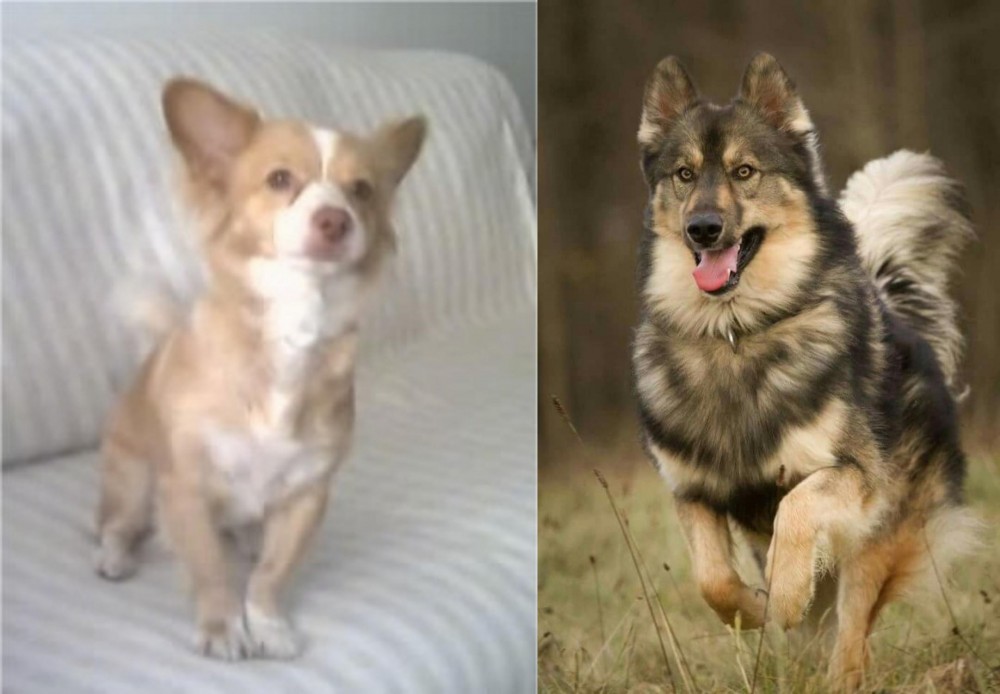 Native American Indian Dog vs Alopekis - Breed Comparison