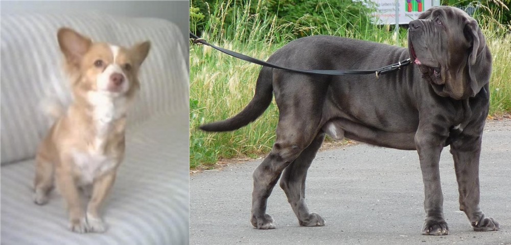 Neapolitan Mastiff vs Alopekis - Breed Comparison