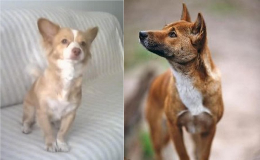 New Guinea Singing Dog vs Alopekis - Breed Comparison
