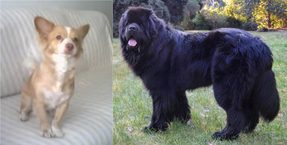 Newfoundland Dog vs Alopekis - Breed Comparison