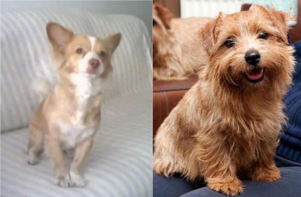 Norfolk Terrier vs Alopekis - Breed Comparison