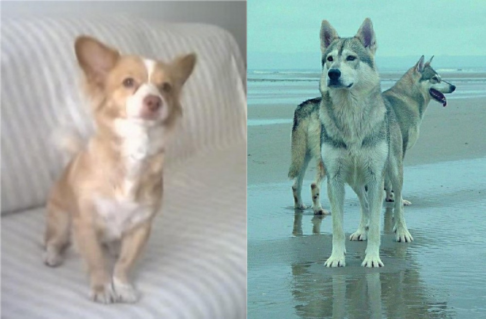 Northern Inuit Dog vs Alopekis - Breed Comparison
