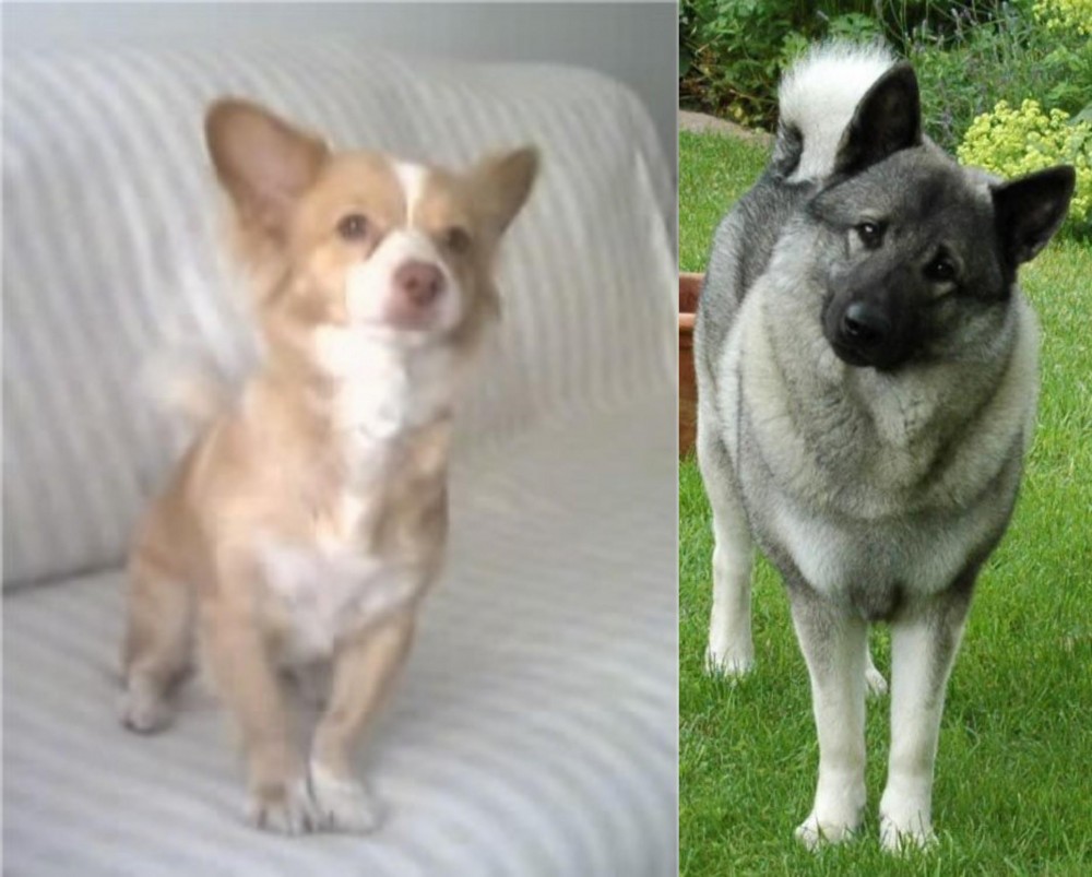 Norwegian Elkhound vs Alopekis - Breed Comparison