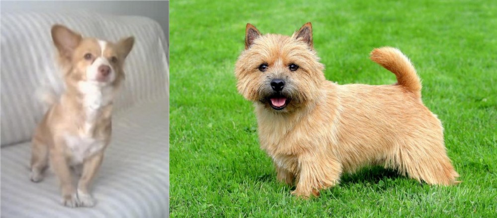 Norwich Terrier vs Alopekis - Breed Comparison