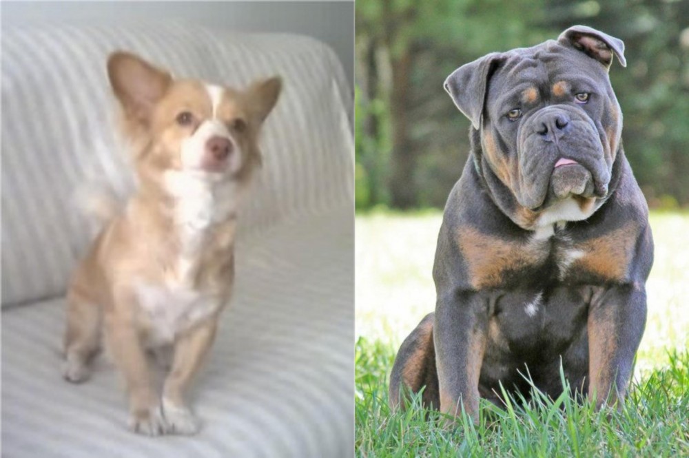 Olde English Bulldogge vs Alopekis - Breed Comparison