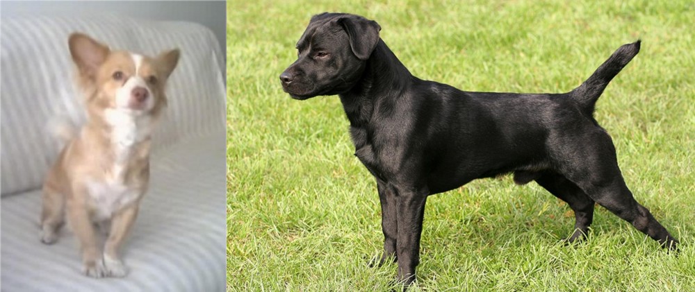 Patterdale Terrier vs Alopekis - Breed Comparison