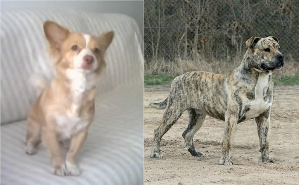 Perro de Presa Mallorquin vs Alopekis - Breed Comparison