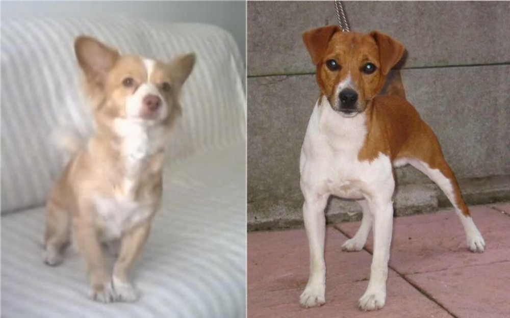 Plummer Terrier vs Alopekis - Breed Comparison