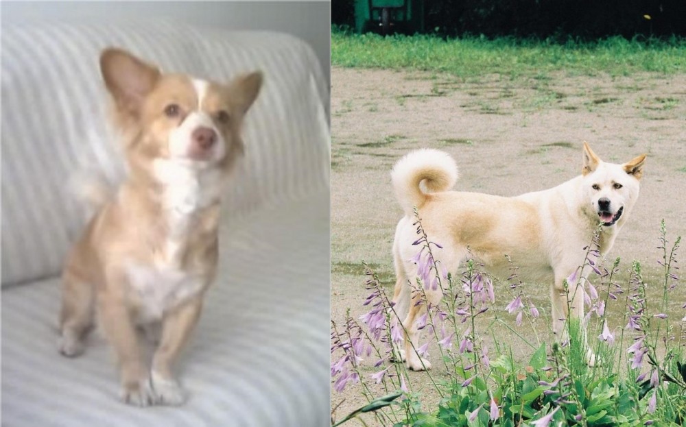 Pungsan Dog vs Alopekis - Breed Comparison