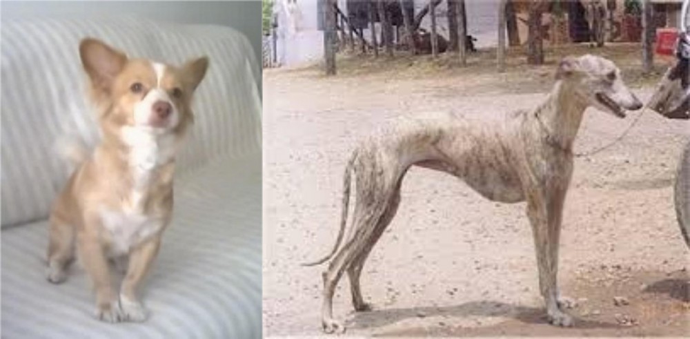 Rampur Greyhound vs Alopekis - Breed Comparison