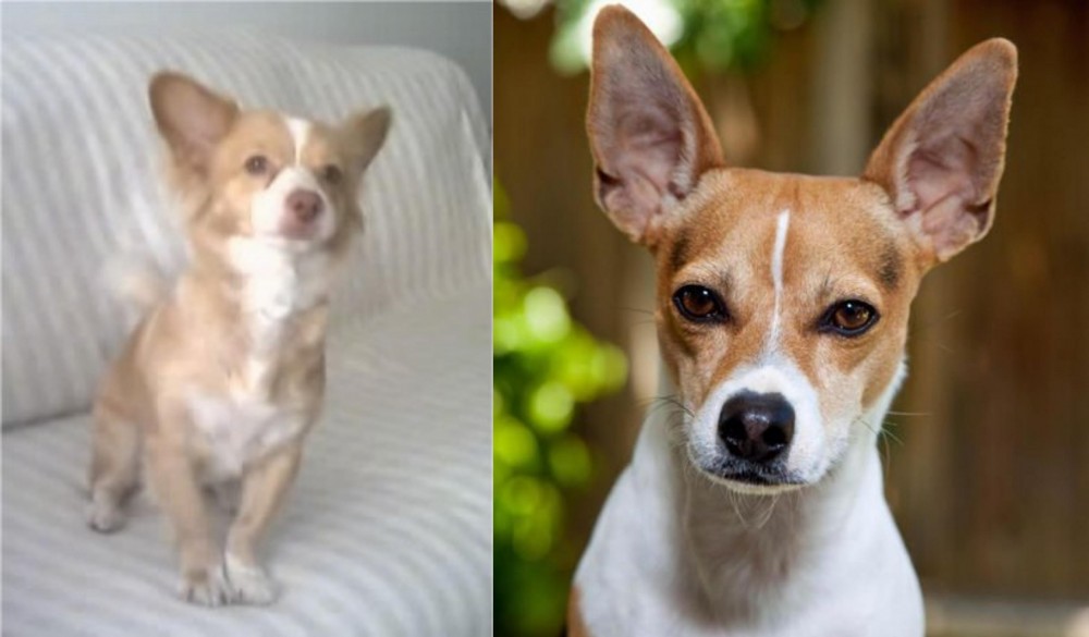 Rat Terrier vs Alopekis - Breed Comparison