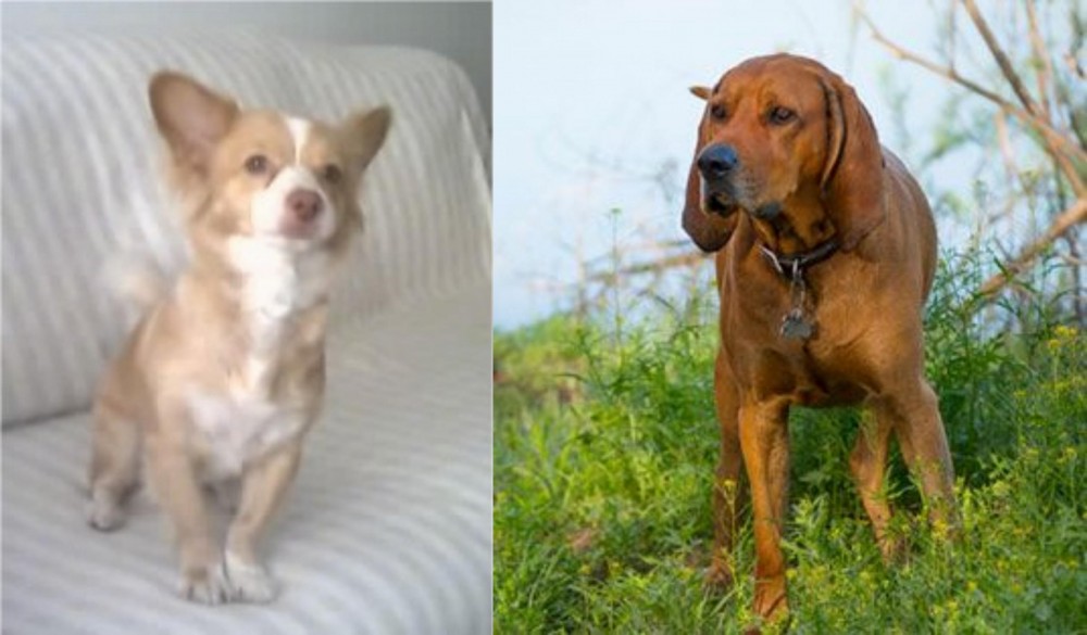 Redbone Coonhound vs Alopekis - Breed Comparison