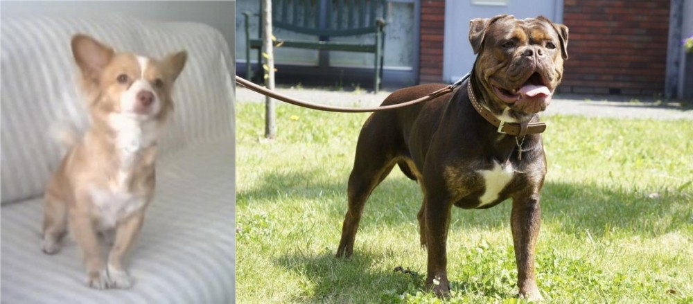 Renascence Bulldogge vs Alopekis - Breed Comparison