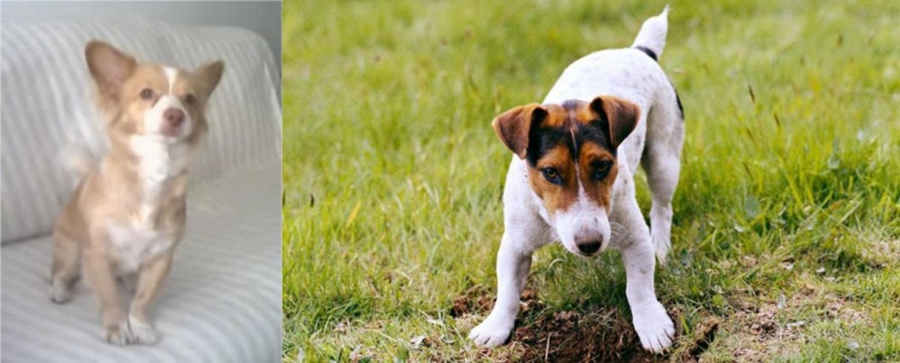 Russell Terrier vs Alopekis - Breed Comparison