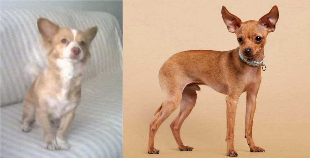 Russian Toy Terrier vs Alopekis - Breed Comparison