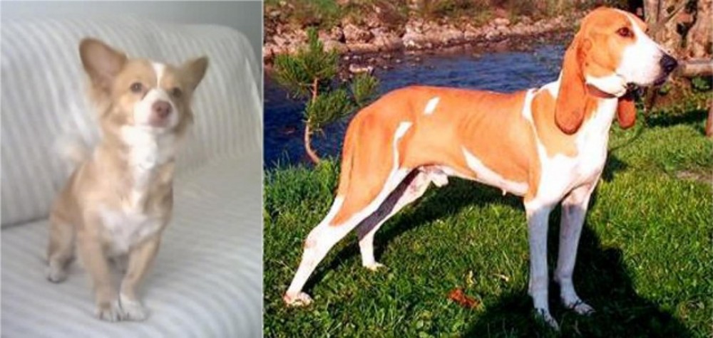 Schweizer Laufhund vs Alopekis - Breed Comparison