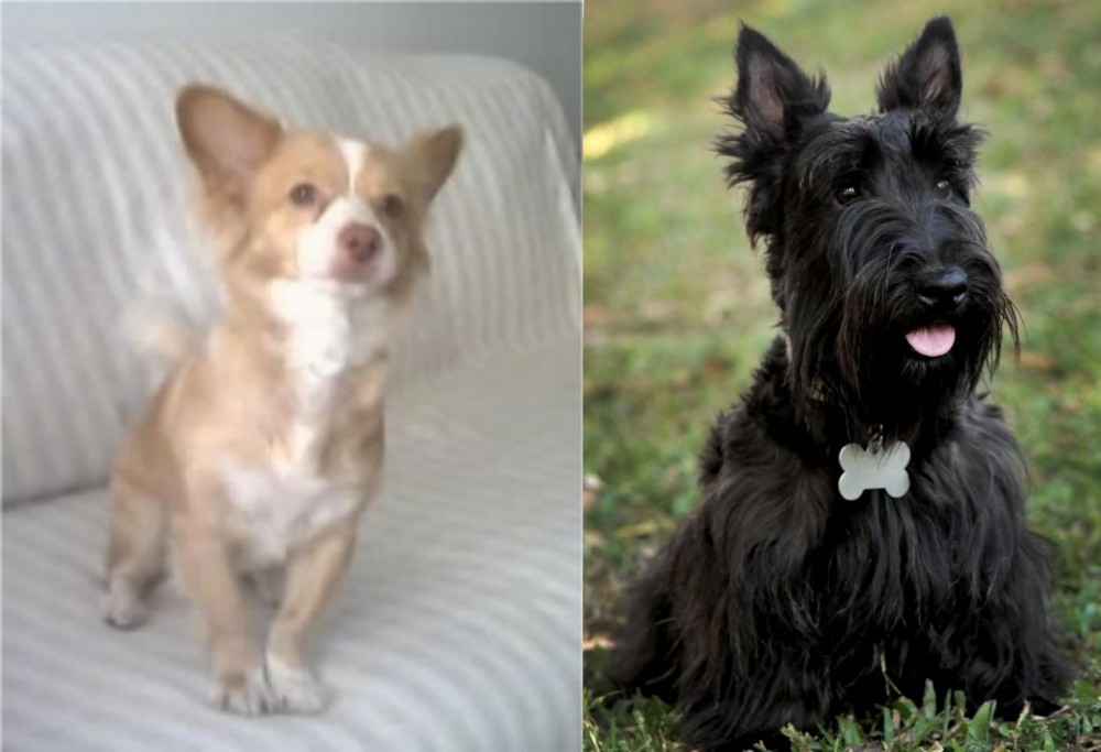 Scoland Terrier vs Alopekis - Breed Comparison