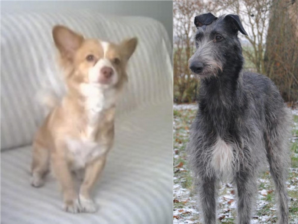 Scottish Deerhound vs Alopekis - Breed Comparison