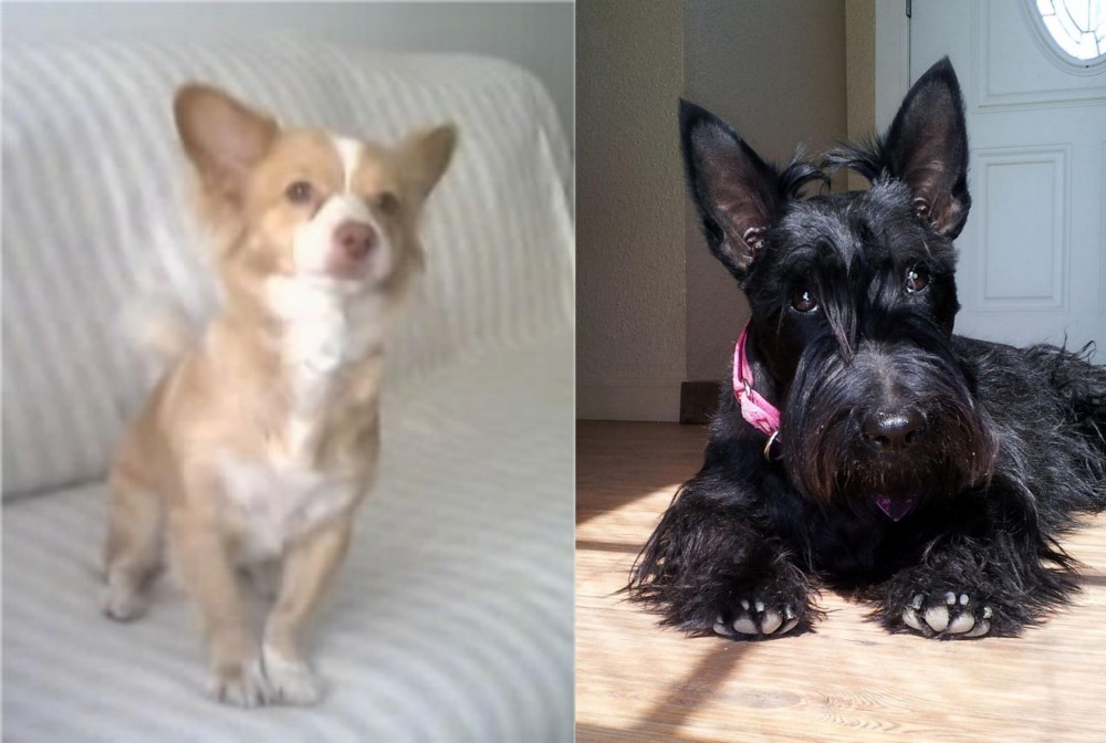 Scottish Terrier vs Alopekis - Breed Comparison