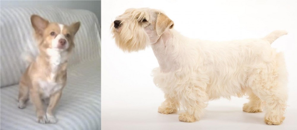 Sealyham Terrier vs Alopekis - Breed Comparison