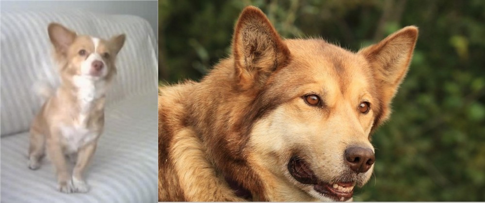 Seppala Siberian Sleddog vs Alopekis - Breed Comparison