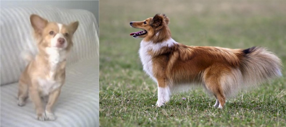 Shetland Sheepdog vs Alopekis - Breed Comparison