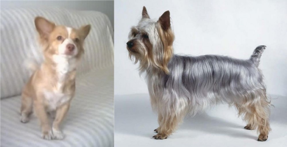 Silky Terrier vs Alopekis - Breed Comparison