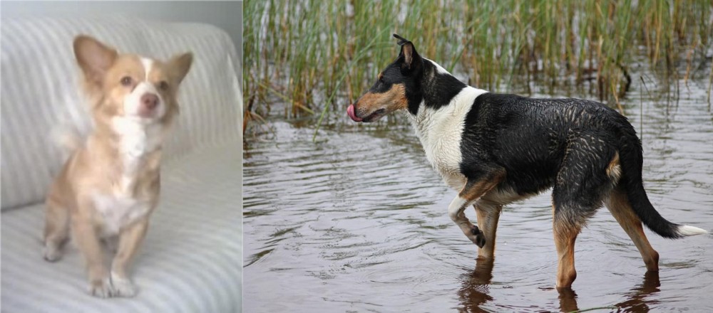 Smooth Collie vs Alopekis - Breed Comparison