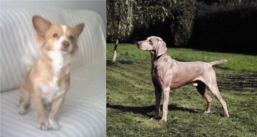 Smooth Haired Weimaraner vs Alopekis - Breed Comparison