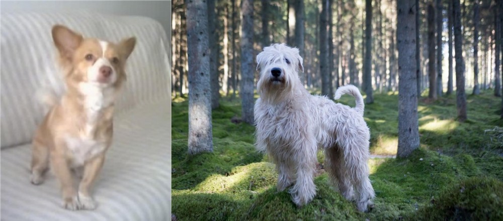 Soft-Coated Wheaten Terrier vs Alopekis - Breed Comparison
