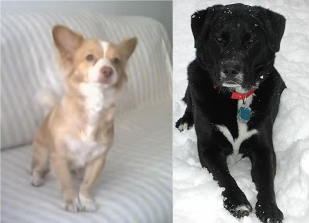 St. John's Water Dog vs Alopekis - Breed Comparison
