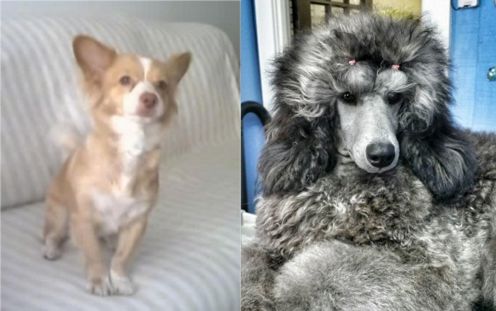 Standard Poodle vs Alopekis - Breed Comparison