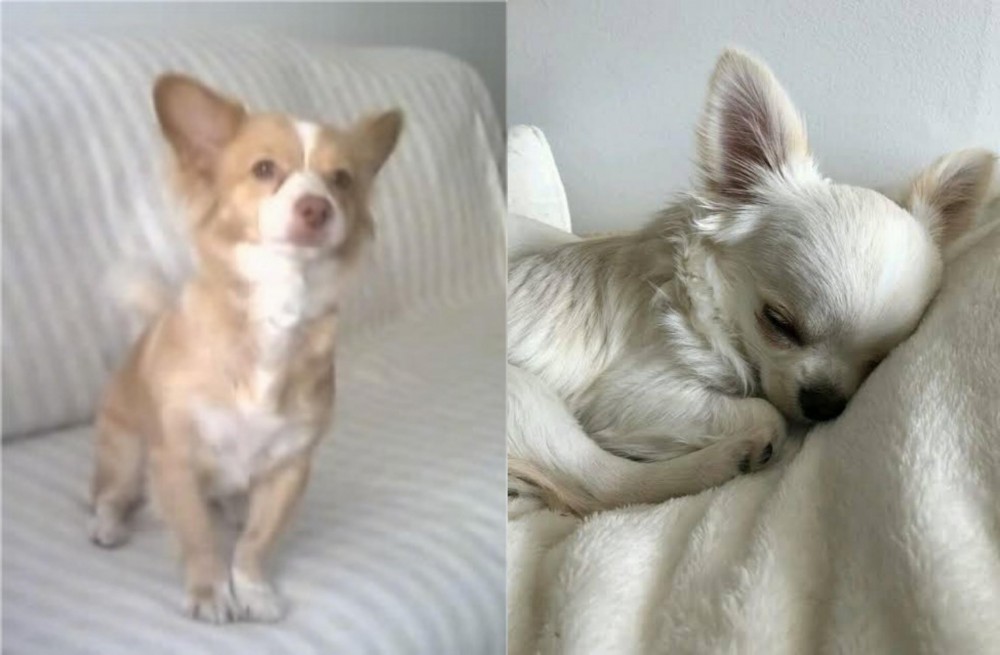 Tea Cup Chihuahua vs Alopekis - Breed Comparison
