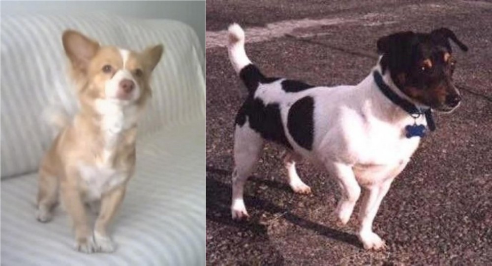 Teddy Roosevelt Terrier vs Alopekis - Breed Comparison