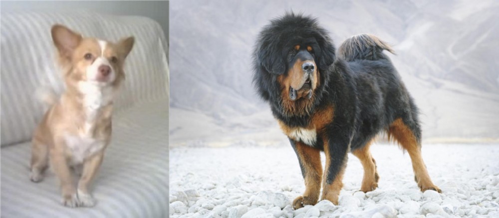 Tibetan Mastiff vs Alopekis - Breed Comparison