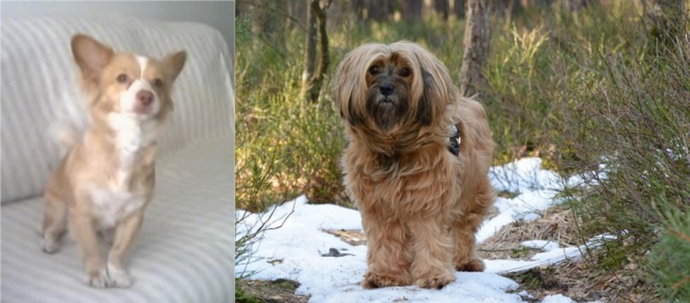 Tibetan Terrier vs Alopekis - Breed Comparison