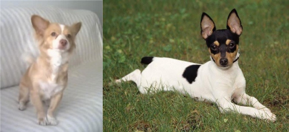 Toy Fox Terrier vs Alopekis - Breed Comparison