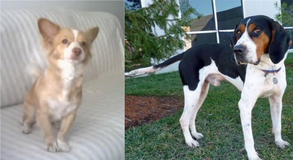 Treeing Walker Coonhound vs Alopekis - Breed Comparison